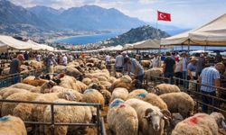 Alanyalı üreticilere hayvancılık desteği: Başvurular 1 Nisan’da başlıyor