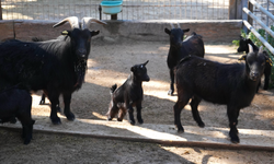 Antalya Doğal Yaşam Parkı'nda yavru sevinci