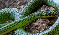 Kamboçya’da keşfedilen uçan yılan, evrimin sırlarını ortaya koyuyor