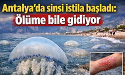 Antalya'da sinsi istila başladı: Ölüme bile gidiyor