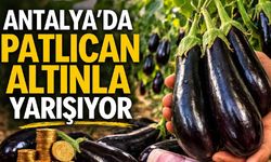 Antalya’da patlıcan altınla yarışıyor: Halde 150 TL, internette 500 TL iddiası