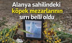 Alanya sahilindeki köpek mezarlarının sırrı belli oldu