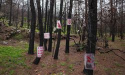 Alanya’da yanmış ormanda sıra dışı sergi