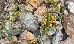 Demirtaş sahili’ndeki patili mezarları için duyarlı çağrı: "Acınızı paylaşıyoruz"