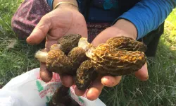 Toroslar’da “göbek” bereketi: Kilosu 1500 liradan satılıyor