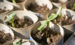 Çöpe atmayın: Tuvalet kağıdı rulolarının şaşırtan kullanım alanları