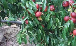 Boyalı Yaylası’nda ağaç kesimi tartışması