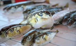 Balon balığıyla mücadelede rekor av: 2025’te 291 bin adet yakalandı