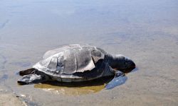 Gazipaşa’da kıyıya vuran caretta caretta üzdü
