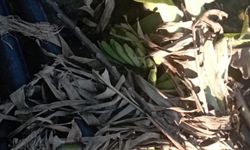 Mahmutlar’da imeceyle temizlenen sulama kanalı çöple doldu: Muhtardan sert tepki