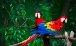 Antalya'da işyerinde izinsiz papağan bulunduran patrona ceza