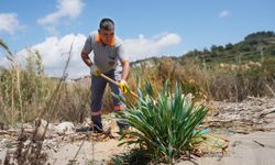 Alanya’da kum zambakları ve caretta caretta yuvaları için sahil temizliği