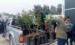Alanya’da keçiboynuzuna büyük destek: 5 bin fidan üreticiyle buluştu