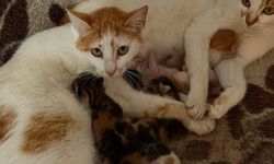 Alanya’da iki anne kediden duygulandıran dayanışma