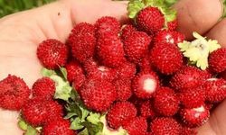 Dağ çileği para kazandırıyor: Alanya’da iş olur mu?