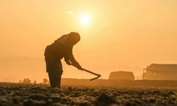 Tarımda sıcaklık alarmı: 1 milyar insan risk altında