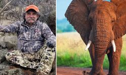 ABD'li milyoner avcı Gabon'da fillerin saldırısında öldü