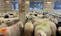 Alanya'da küçükbaş destek projesi için son gün uyarısı