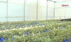 Antalya'da üreticiye 5 bin keçiboynuzu fidanı dağıtılacak