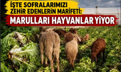 İşte sofralarımızı zehir edenlerin marifeti: Marulları hayvanlar yiyor