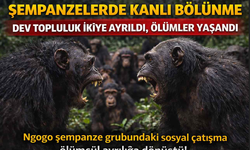Şempanzelerde kanlı bölünme: Dev topluluk ikiye ayrıldı, Ölümler yaşandı