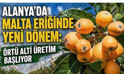 Alanya’da malta eriğinde yeni dönem: Örtü altı üretim başlıyor