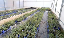 Alanya’da 5 Bin aşılı keçiboynuzu fidanı dağıtılıyor