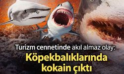 Turizm cennetinde akıl almaz olay: Köpek balıklarında kokain çıktı