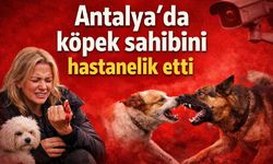 Antalya'da köpek sahibini hastanelik etti