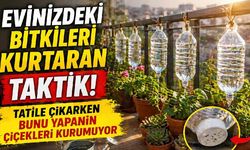 Evinizdeki bitkileri kurtaran taktik: Tatile çıkarken bunu yapanın çiçekleri kurumuyor