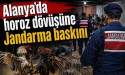 Alanya'da horoz dövüşüne Jandarma baskını