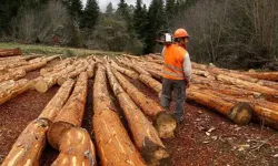 Orman envanteri hizmeti alınacak