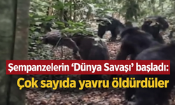 Şempanzelerin "Dünya Savaşı" başladı: Çok sayıda yavru öldürdüler