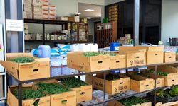 Alanya’da tarım Alarmı: maliyet artışı üreticiyi zorluyor