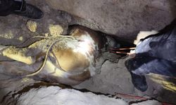 Alanya'da mağaraya düşen düve kesilecek