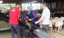 Antalya’da kurban pazarları hareketlendi: Küçükbaş 15 bin, büyükbaş 450 bin liraya kadar çıkıyor