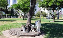 Konyaaltı'nda kedilerin yardımına itfaiye yetişti