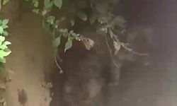 Alanya’da su kanalında mahsur kalan yavru köpekler kurtarıldı