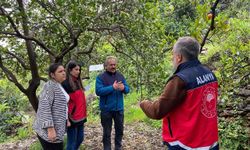 Alanya’da turunçgil bahçelerine yakın takip: Hastalıklar erkenden tespit ediliyor