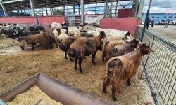 Bingöl'de kurbanlık fiyatları yem maliyetiyle ikiye katlandı