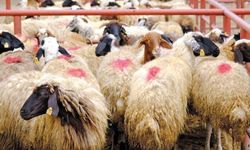 2026 kurbanlık fiyatları: Büyükbaş 600 bin liraya dayandı