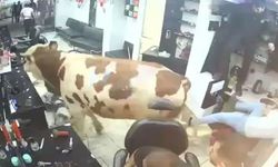 Sahibinden kaçan kurbanlık boğa kuaför salonuna daldı