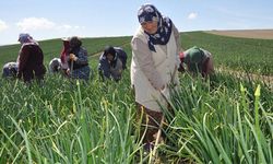 Tarımda kriz büyüyor: Çiftçi sayısı 616 bin 244'e düştü