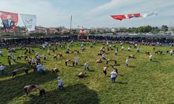 Komşu Manavgat'ta er meydanı 2 bin pehlivanla açıldı