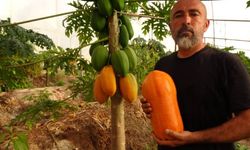 Alanya'nın bal papayası tezgaha indi: Kilosu 80-90 TL