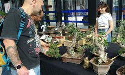 Değeri 1 milyon liraya ulaşan bonsai ağaçları sergileniyor