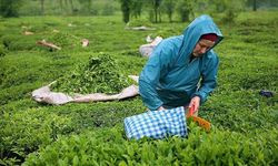 2026 yaş çay alım fiyatı 35 TL olarak belirlendi