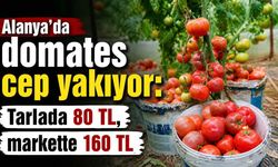 Alanya’da domates cep yakıyor: Tarlada 80 TL, markette 160 TL