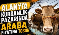 Alanya kurbanlık pazarında araba fiyatına tosun
