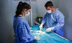 Antalya’da her gün 25 kedi kısırlaştırılacak